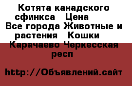 Котята канадского сфинкса › Цена ­ 15 - Все города Животные и растения » Кошки   . Карачаево-Черкесская респ.